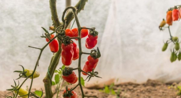 Pěstování rajčat dámy prsty